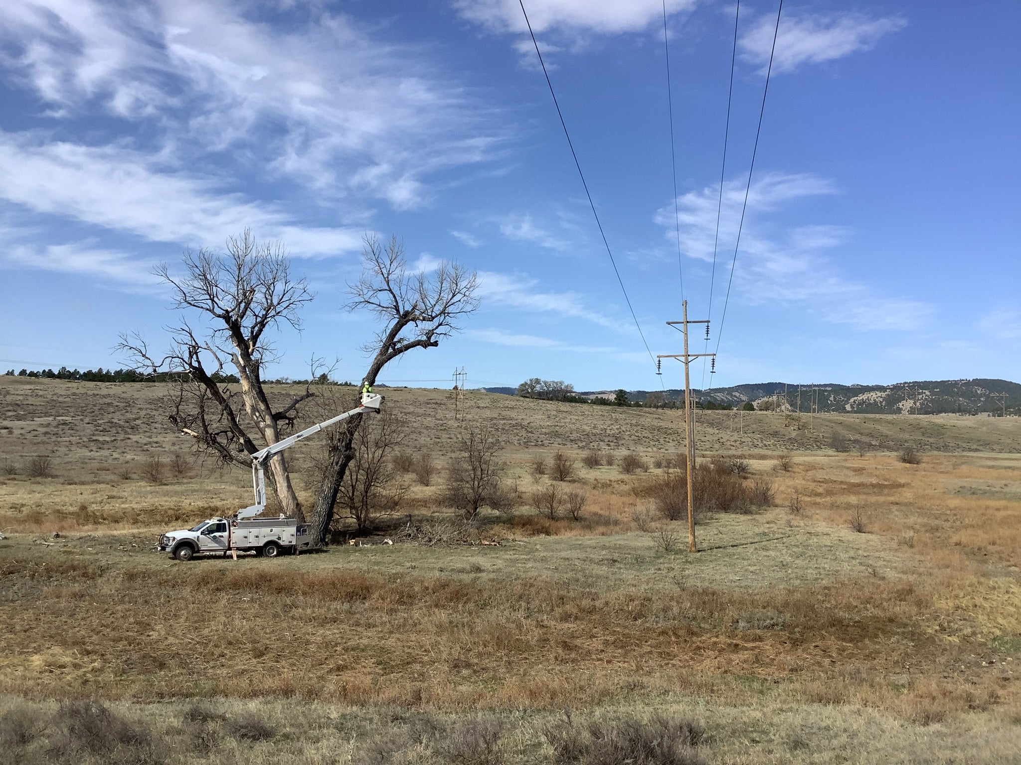 Tree with Truck