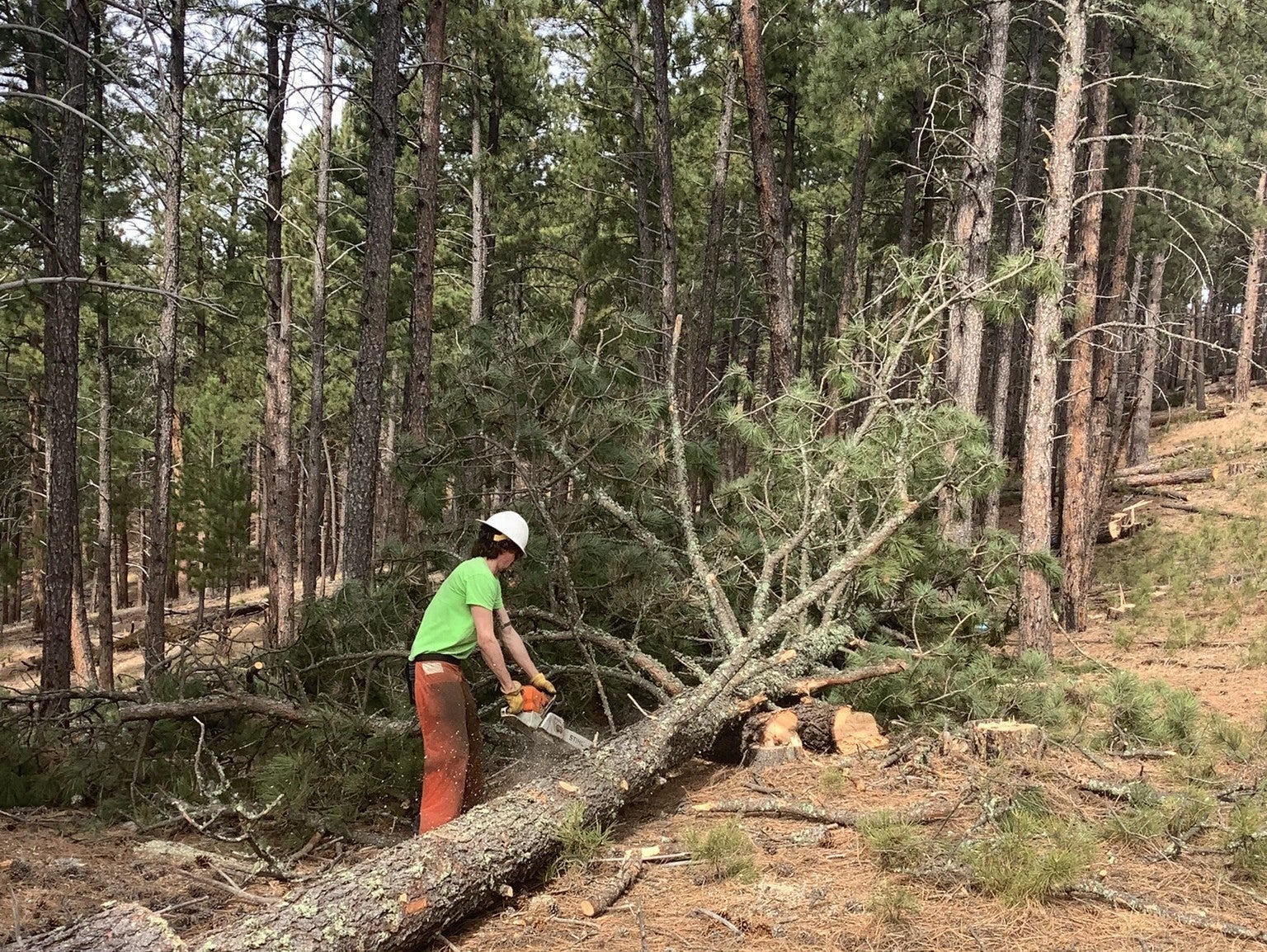 Tree Trimming